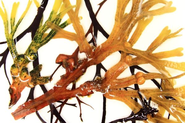 Un primer plano de carragenina en colores azul, amarillo y naranja sobre un fondo blanco